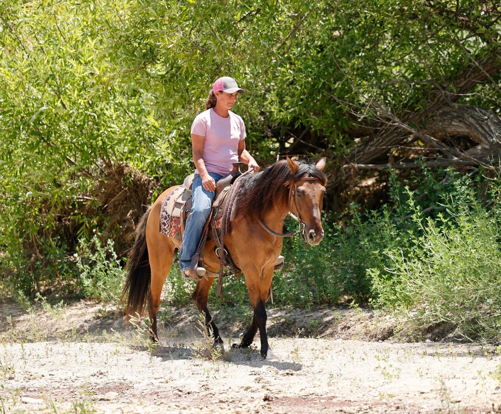 Buckskin Quarter Horse on the trail