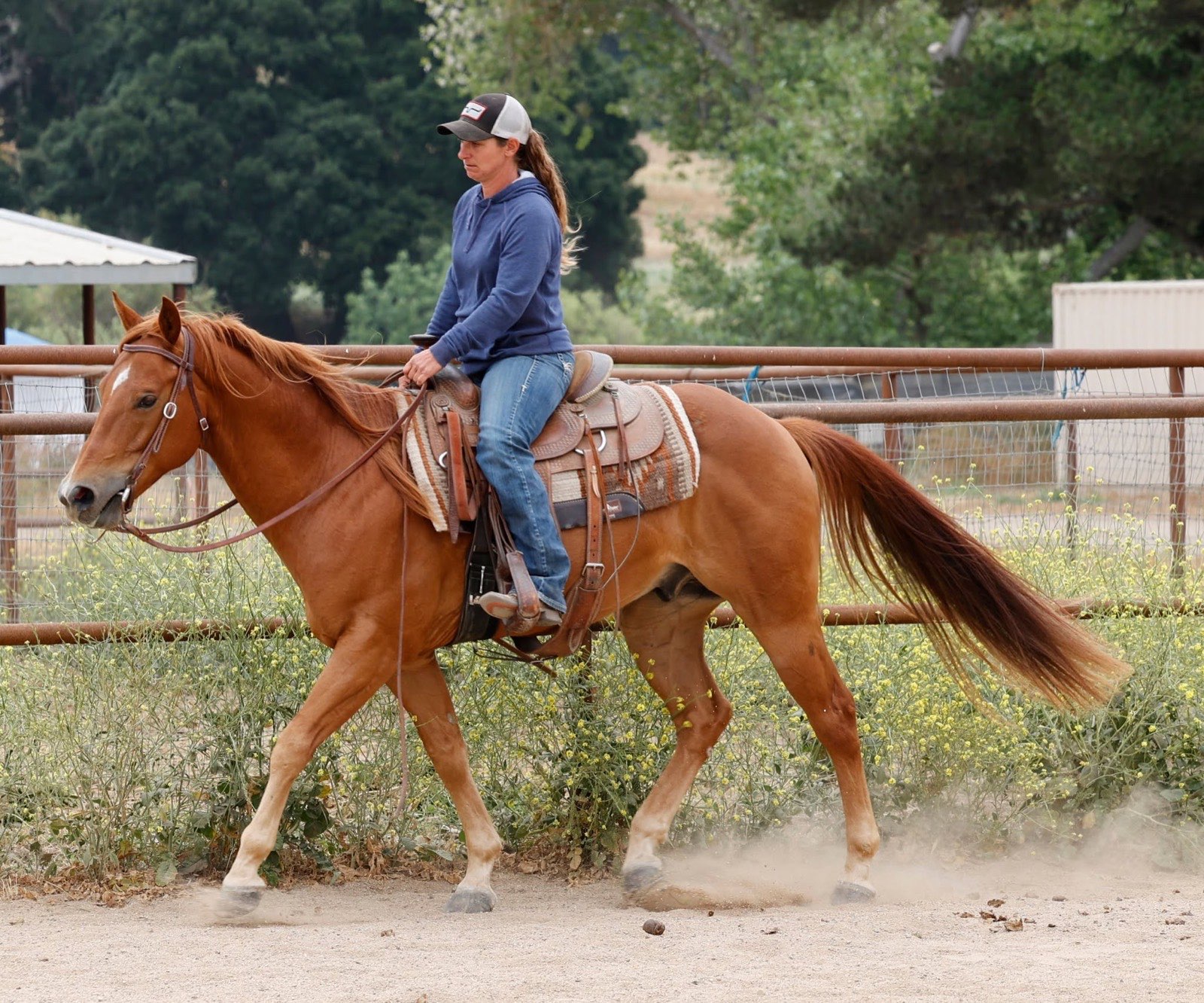Chestnut Quarter Horse working in the arena