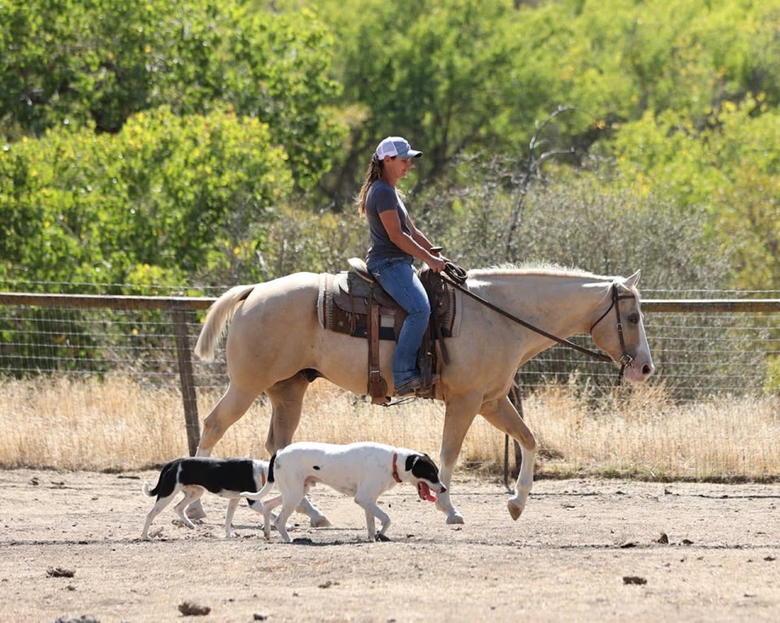 Palomino Quarter Horse with ranch dogs
